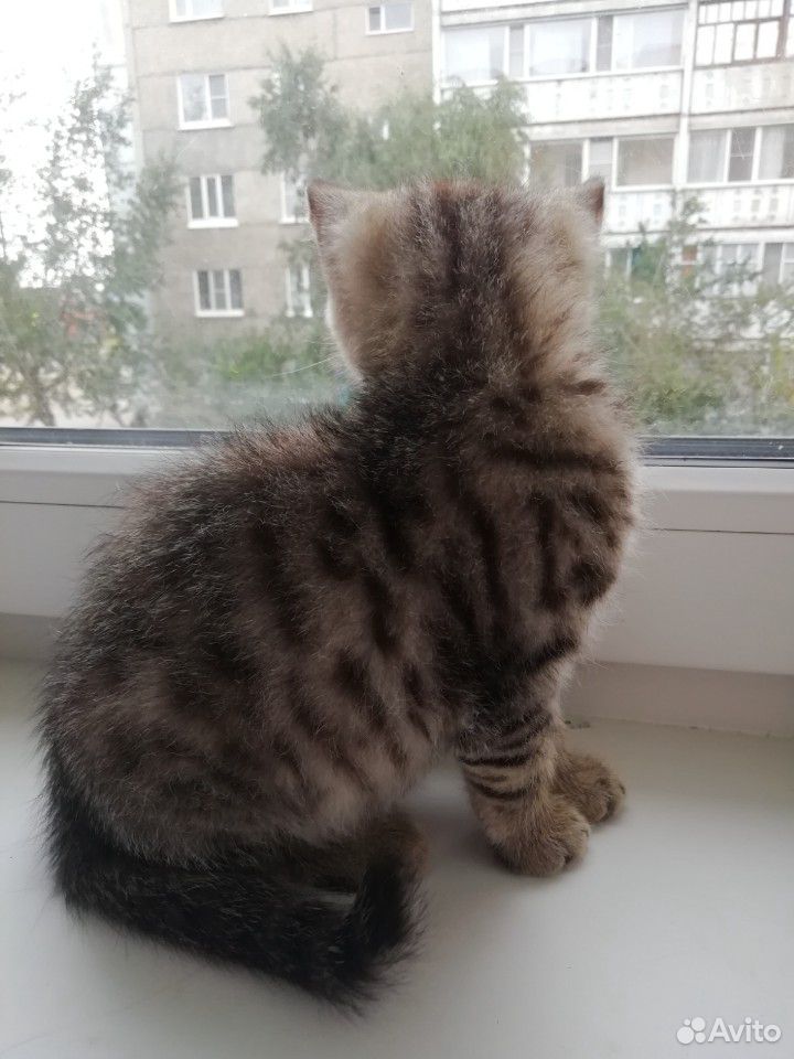 Кошка купить на Зозу.ру - фотография № 7