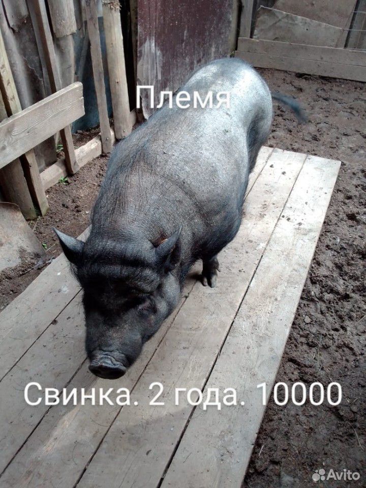 Вислобрюхие свиньи купить на Зозу.ру - фотография № 1