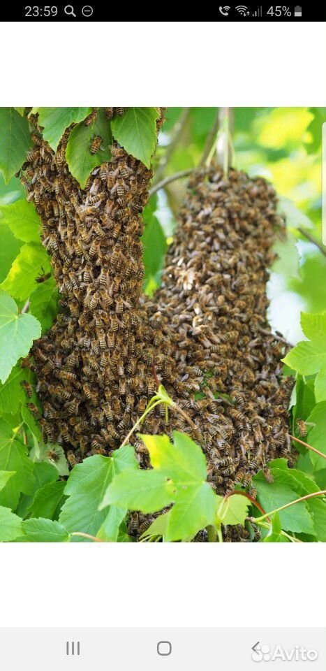 Сниму рой пчелы купить на Зозу.ру - фотография № 3