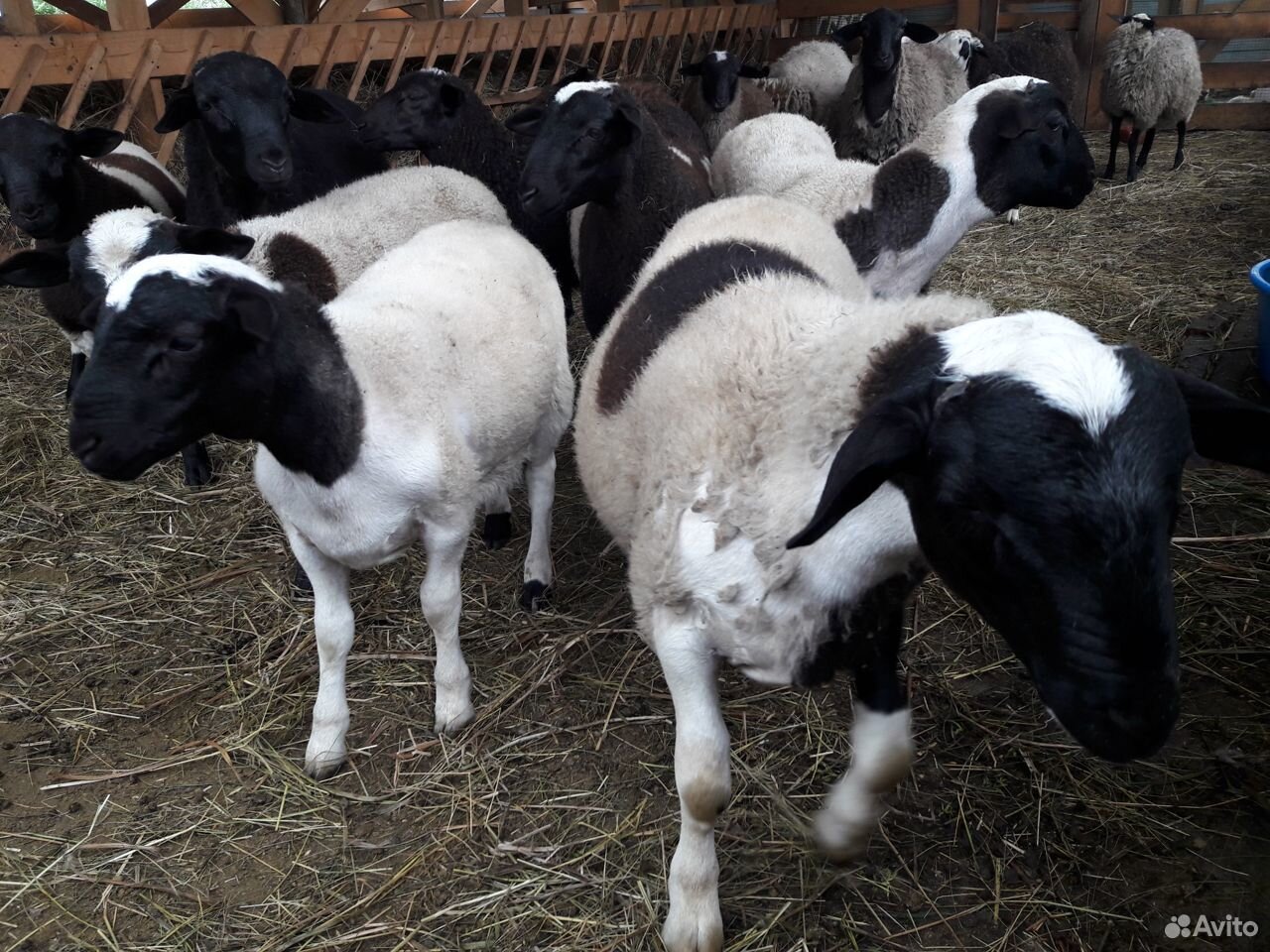 Овцы дорпер кросы f2 75 купить на Зозу.ру - фотография № 5