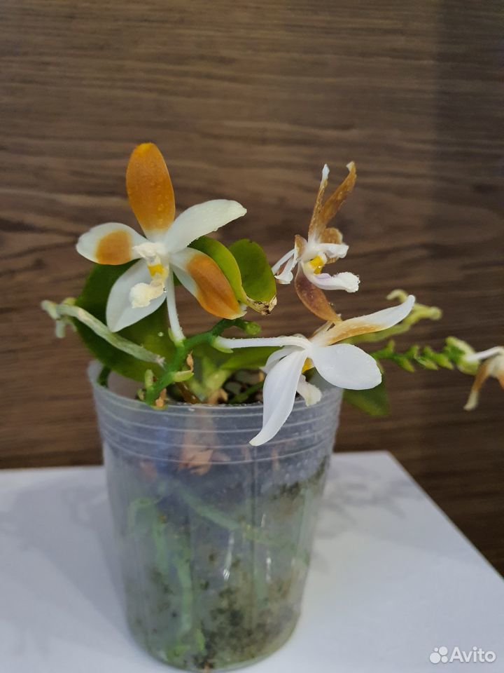 Орхидея фаленопсис specioza coffee купить на Зозу.ру - фотография № 3
