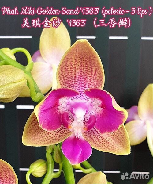 Голден санд орхидея фото
