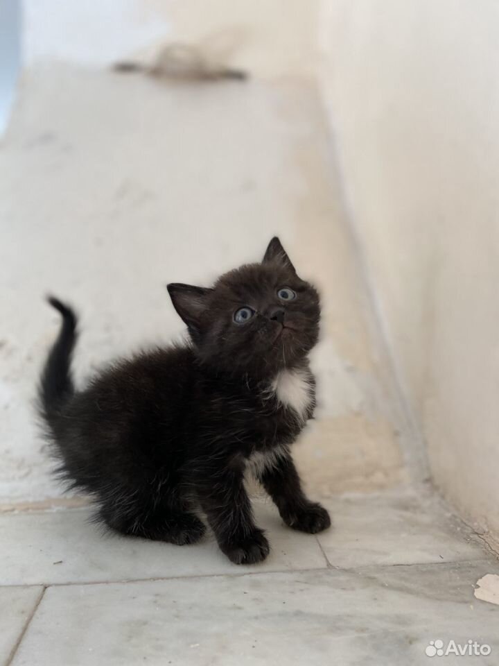 Котенок девочка 1,5 месяца купить на Зозу.ру - фотография № 5