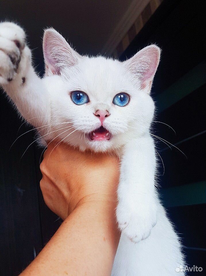 Великолепный плюшевый котик с сапфировыми глазами купить на Зозу.ру - фотография № 5