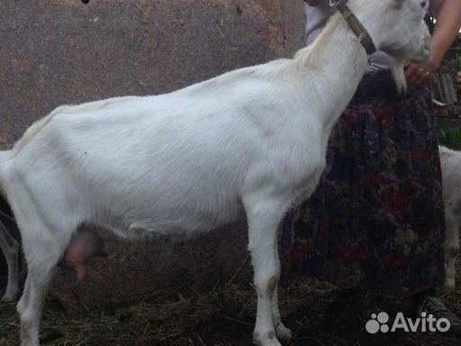 Эко-Коза и козлята из села купить на Зозу.ру - фотография № 2