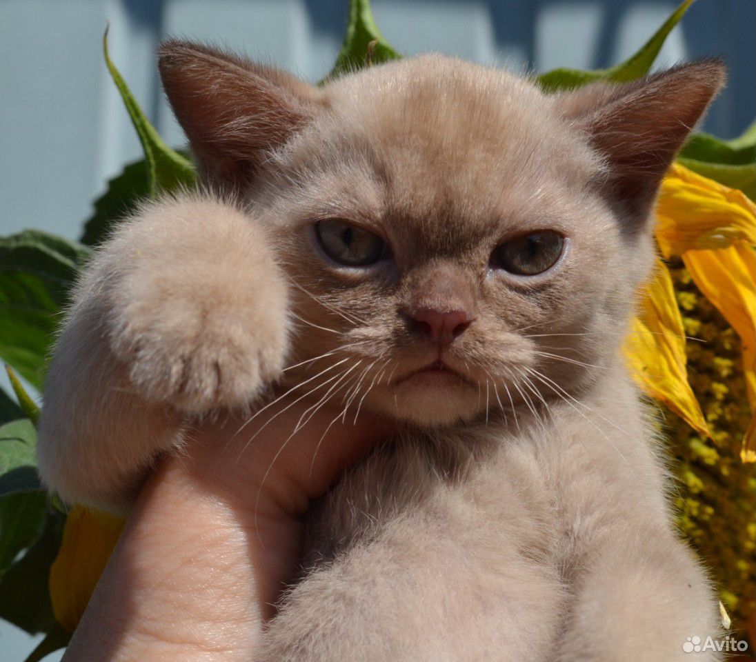 Бурманская-кот купить на Зозу.ру - фотография № 1