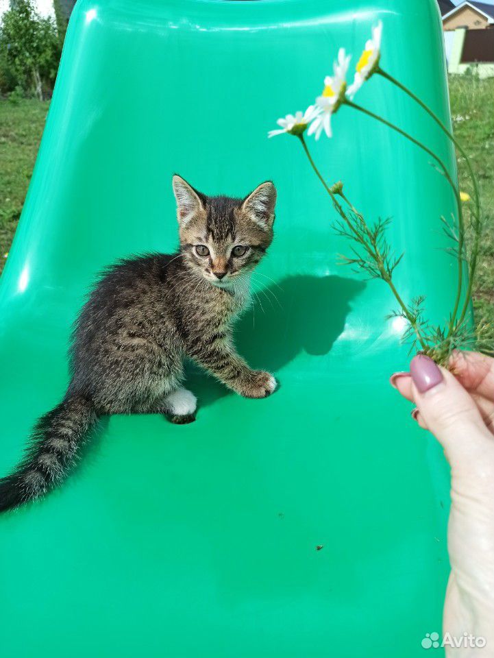Кошка, котята, котенок, котики купить на Зозу.ру - фотография № 4