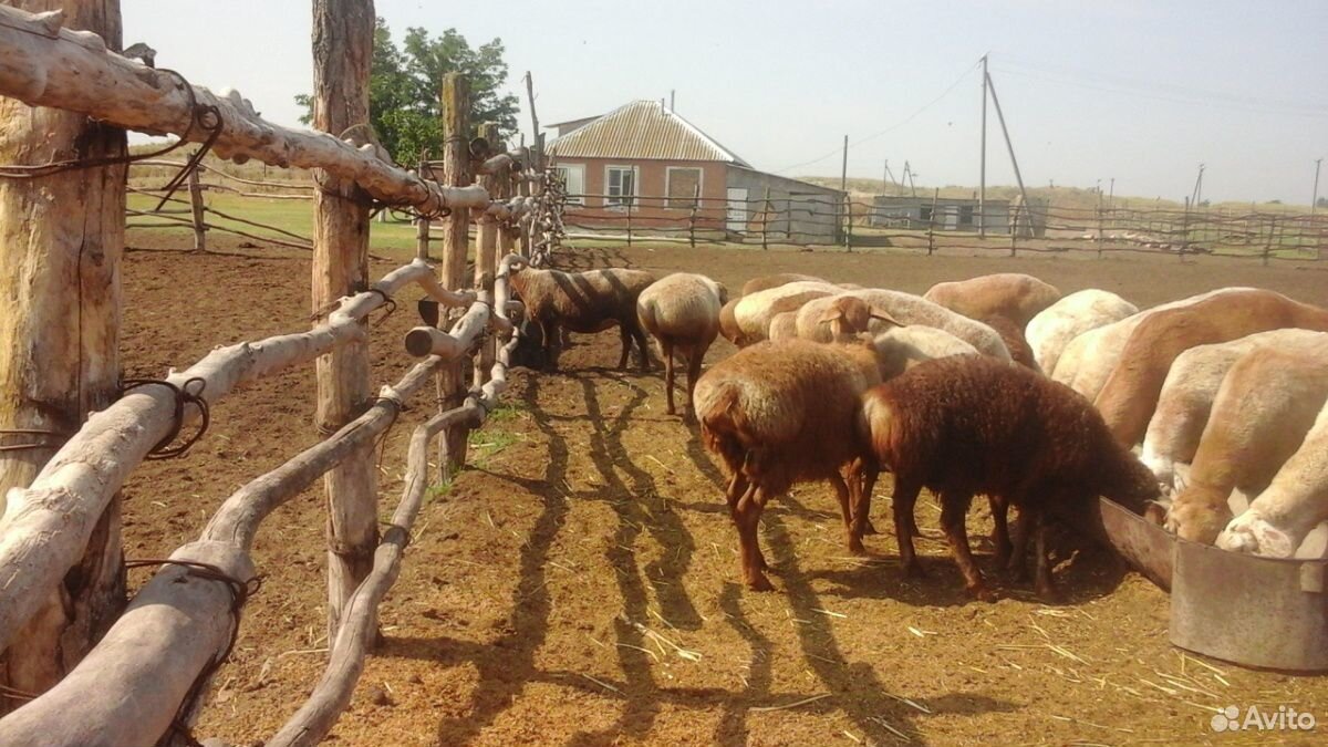 Баран овцы купить на Зозу.ру - фотография № 10