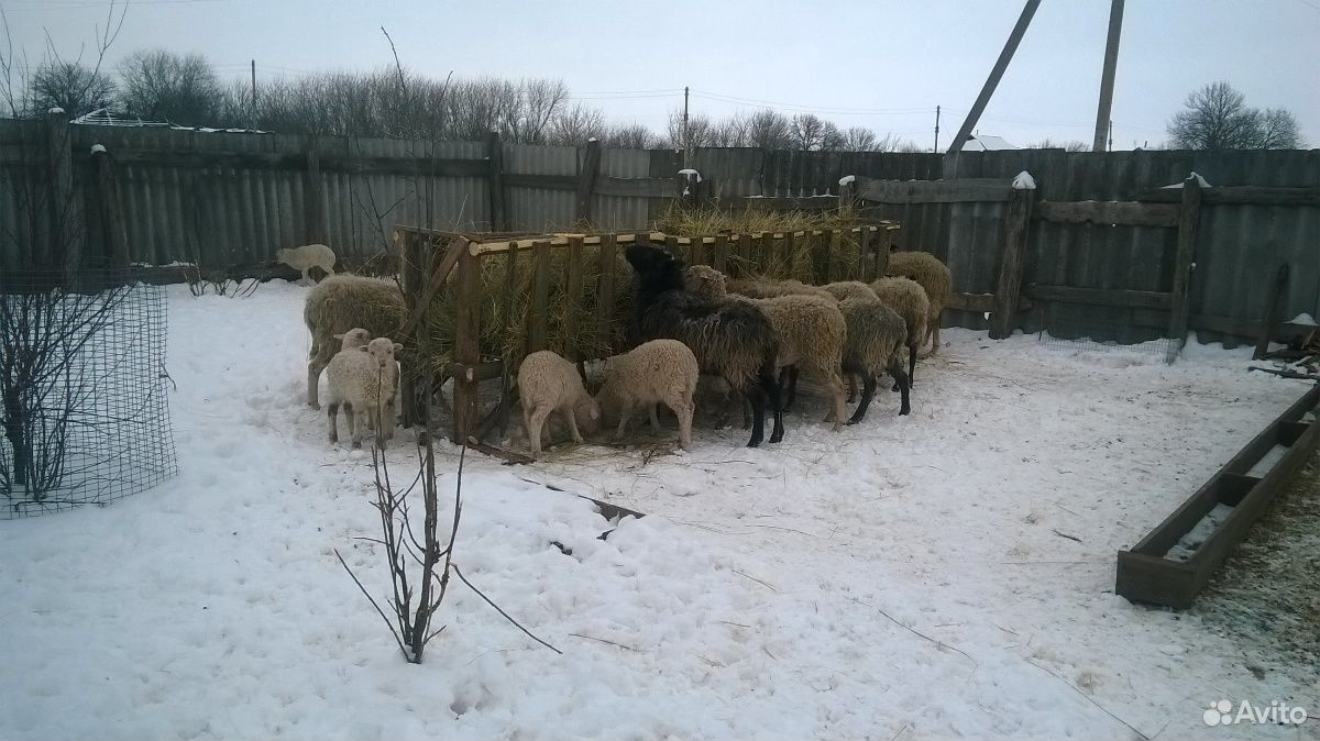 Овцы на племя купить на Зозу.ру - фотография № 2