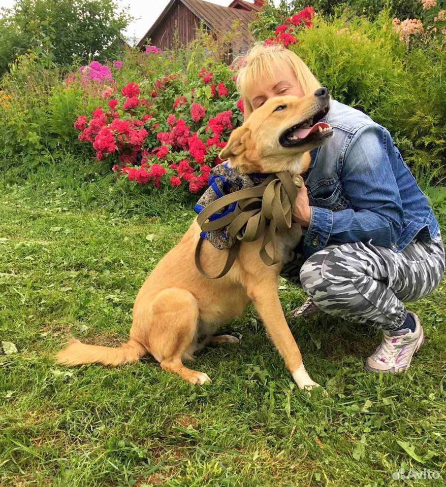 Умнейшая и добрейшая собака,1,5 года купить на Зозу.ру - фотография № 3