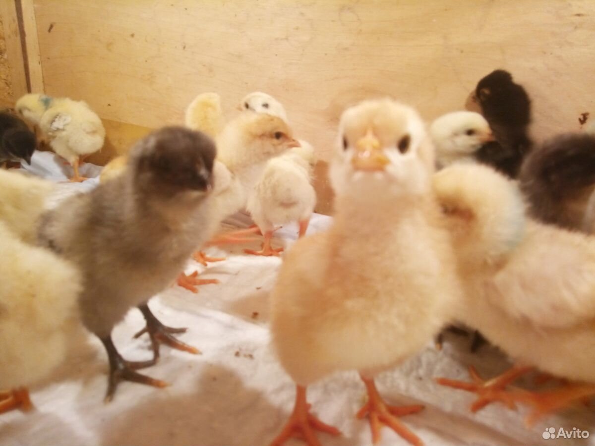 Цыплята от несушки купить на Зозу.ру - фотография № 5