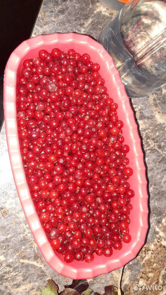 Ягоды красной и чёрной смородины купить на Зозу.ру - фотография № 4