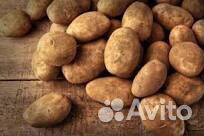 Продам дачный картофель купить на Зозу.ру - фотография № 1