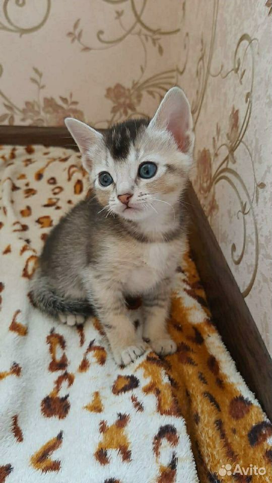Котята-мама абисинская кошка купить на Зозу.ру - фотография № 1