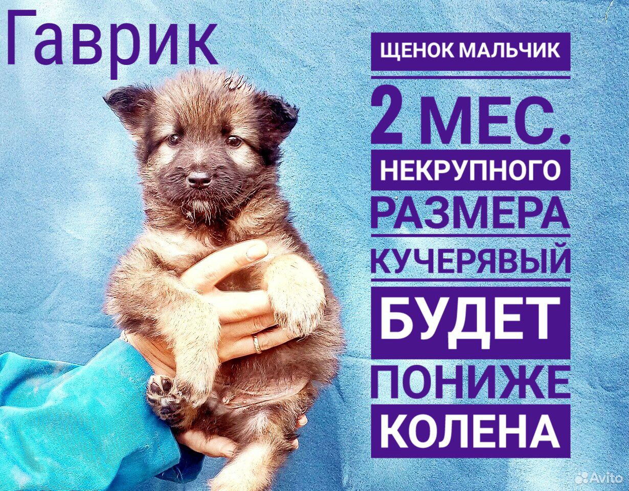 Мальчик щенок купить на Зозу.ру - фотография № 1