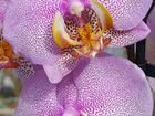Хойи, орхидеи фаленопсис объявление продам