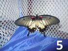 Живые тропические бабочки на свадьбу и праздники объявление продам