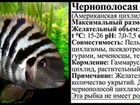 Аквариумных рыбок Чернополосая цихлазома объявление продам