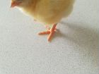 Цыплята бройлерные Арбор (Каскара объявление продам