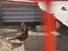 Охотничий фазан объявление продам