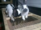 Кролики Продажа объявление продам