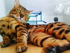 Бенгальский кот для вязки. Тюмень объявление продам