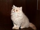 Персидский котенок (девочка) объявление продам