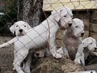 Продам щенков аргентинского дога объявление продам