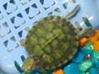 Две черепахи красноухие водяные объявление продам