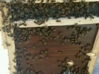 Пчелопакеты объявление продам