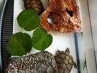Пресноводные красноухие черепахи объявление продам