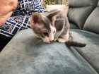 Котёнок девочка сфинкс брашинг объявление продам