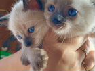 Голубоглазые котята, меняющие цвет объявление продам