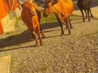 Две красной коровы объявление продам
