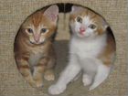 Милые котятки-рысятки ищут любящих хозяев объявление продам