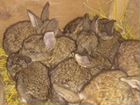 Продаю крольчат, порода Фландр месяц жизни 250 объявление продам