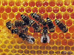 Пчелы семьи