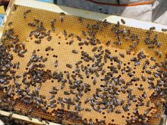 Пчелопакеты среднерусской пчелы