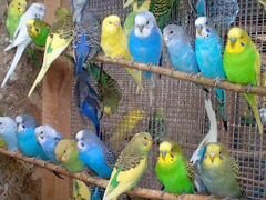 Молодые попугаи волнистые и неразлучники