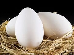 Яйца гусиные оплодотворённые(готовы к инкубации)