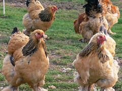 Запись цыплят брама на 1 апреля