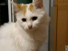 Котик Рыжик, 9 месяцев