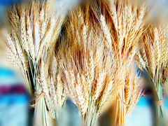 Пшеница высокая с остью и без