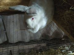 Кролик живой вес