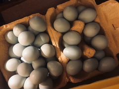 Голубое перепелиное яйцо Селадон