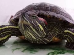 Красноухая водная черепаха