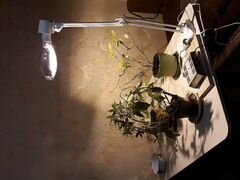 Фито-светильник (фито-лампа) 150 Вт для растений