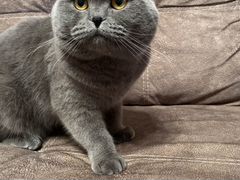 Шотландский кот вязка