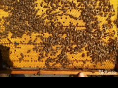 Продаются Пчелосемьи Карника