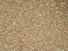 Пшеница зерно, корм